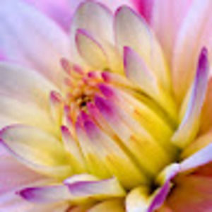 Meet your Posher, Hallie